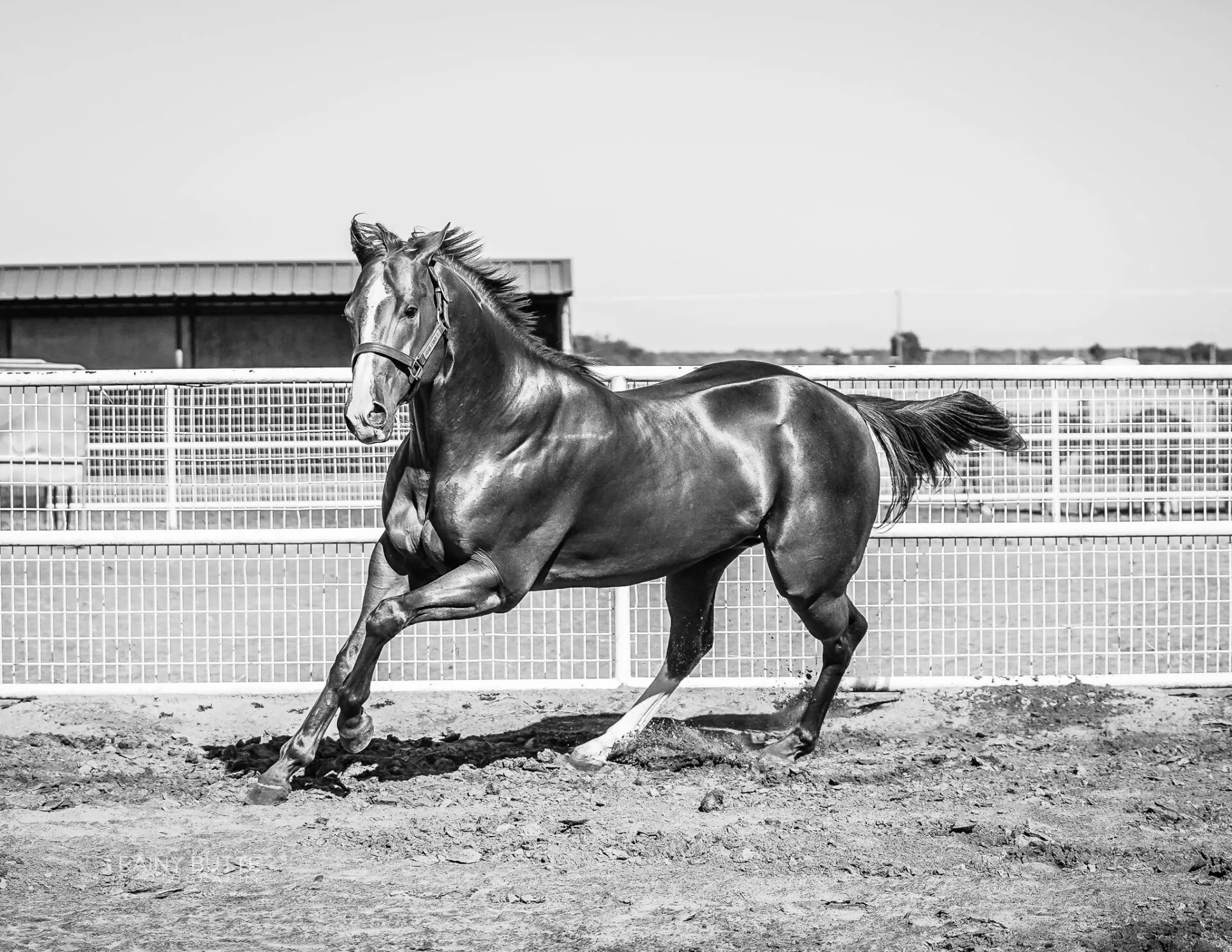 A Sweet Jess SI 90 - Image 9