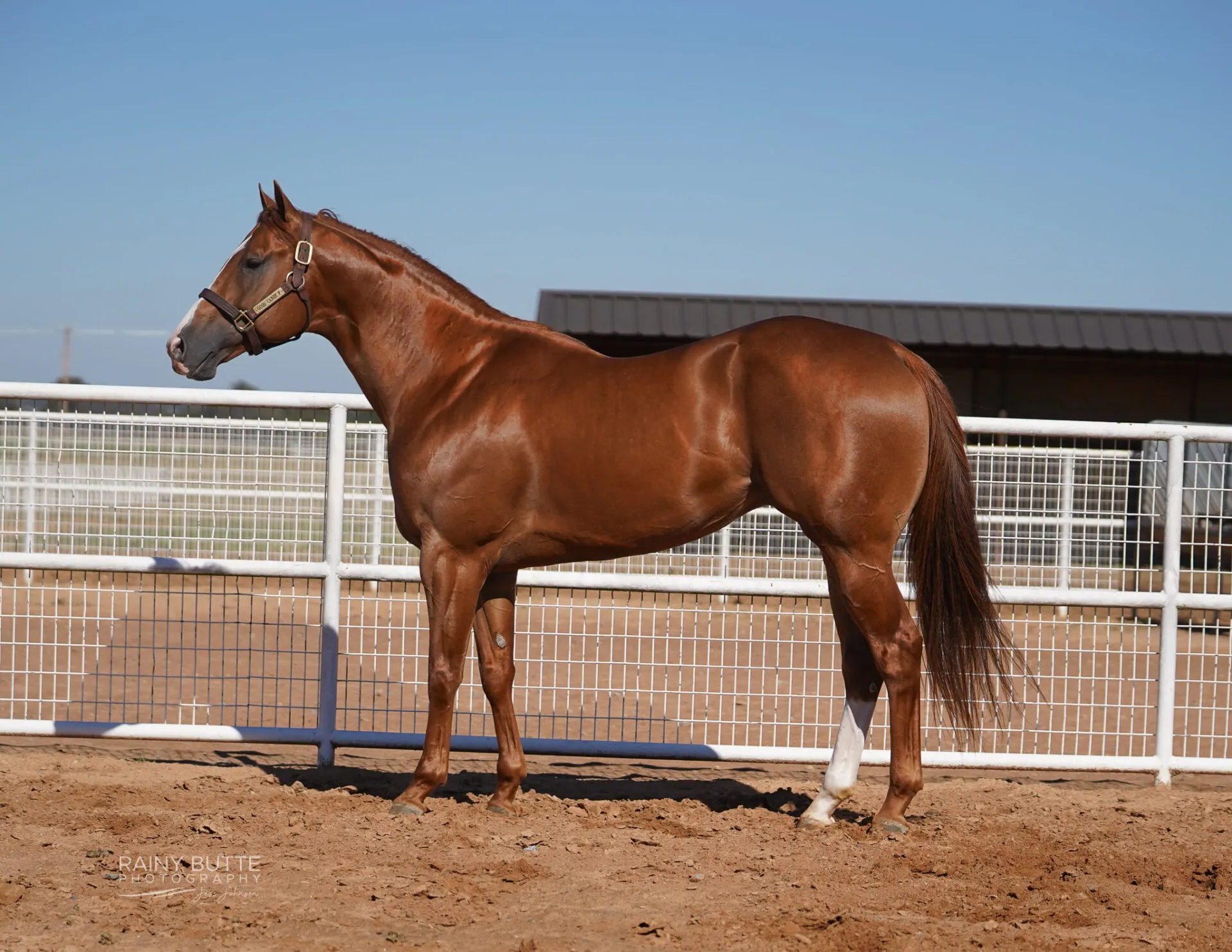 A Sweet Jess SI 90 - Image 8