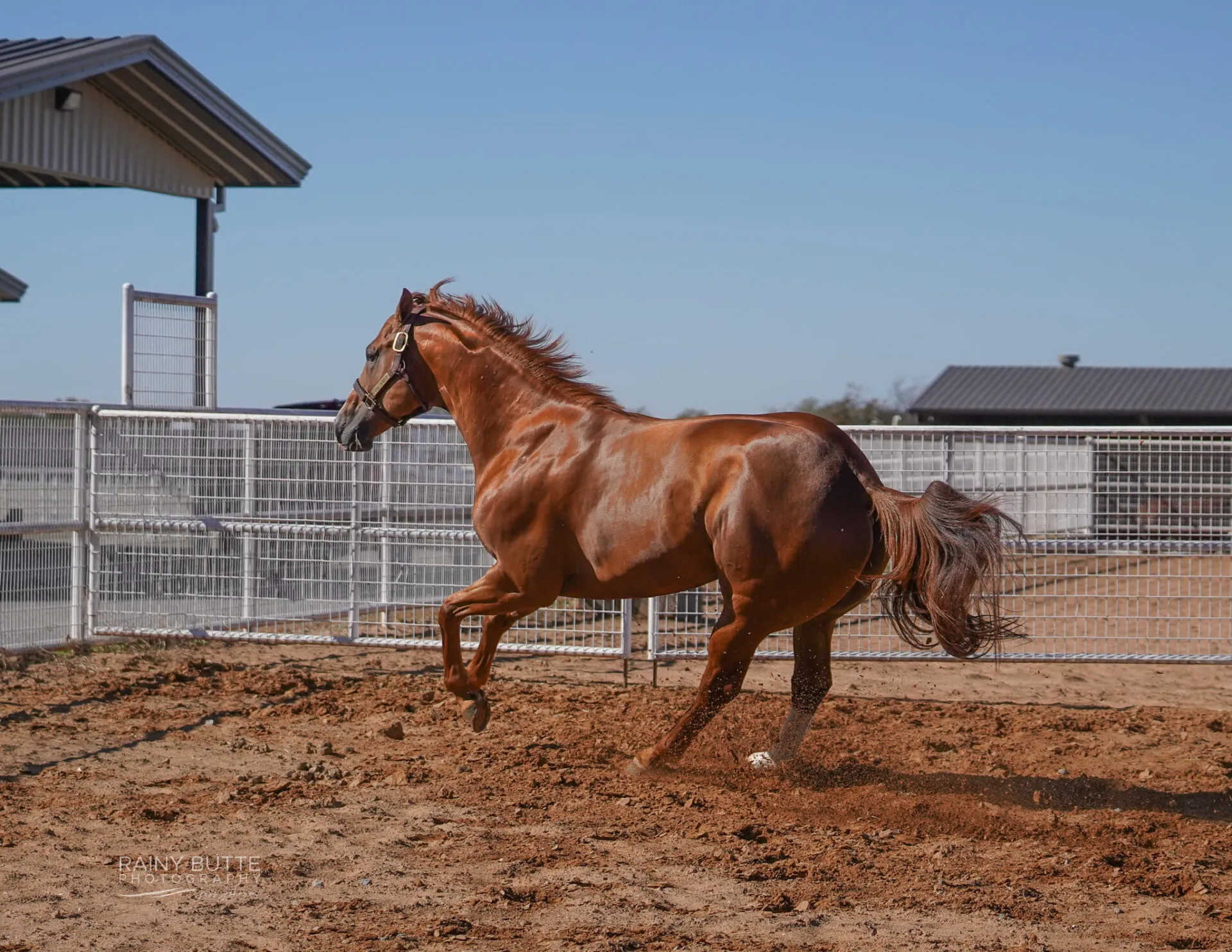 A Sweet Jess SI 90 - Image 6