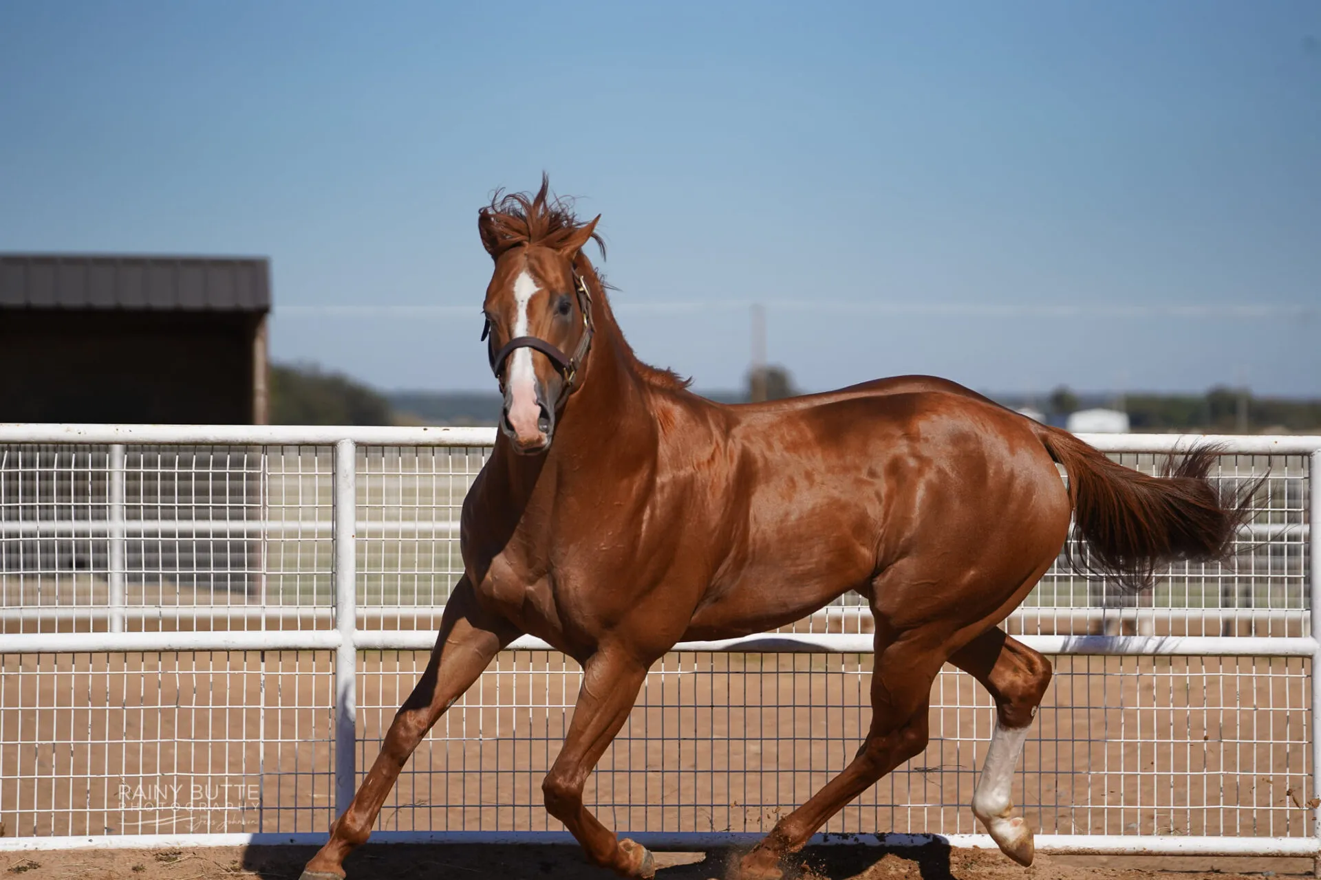 A Sweet Jess SI 90 - Image 5