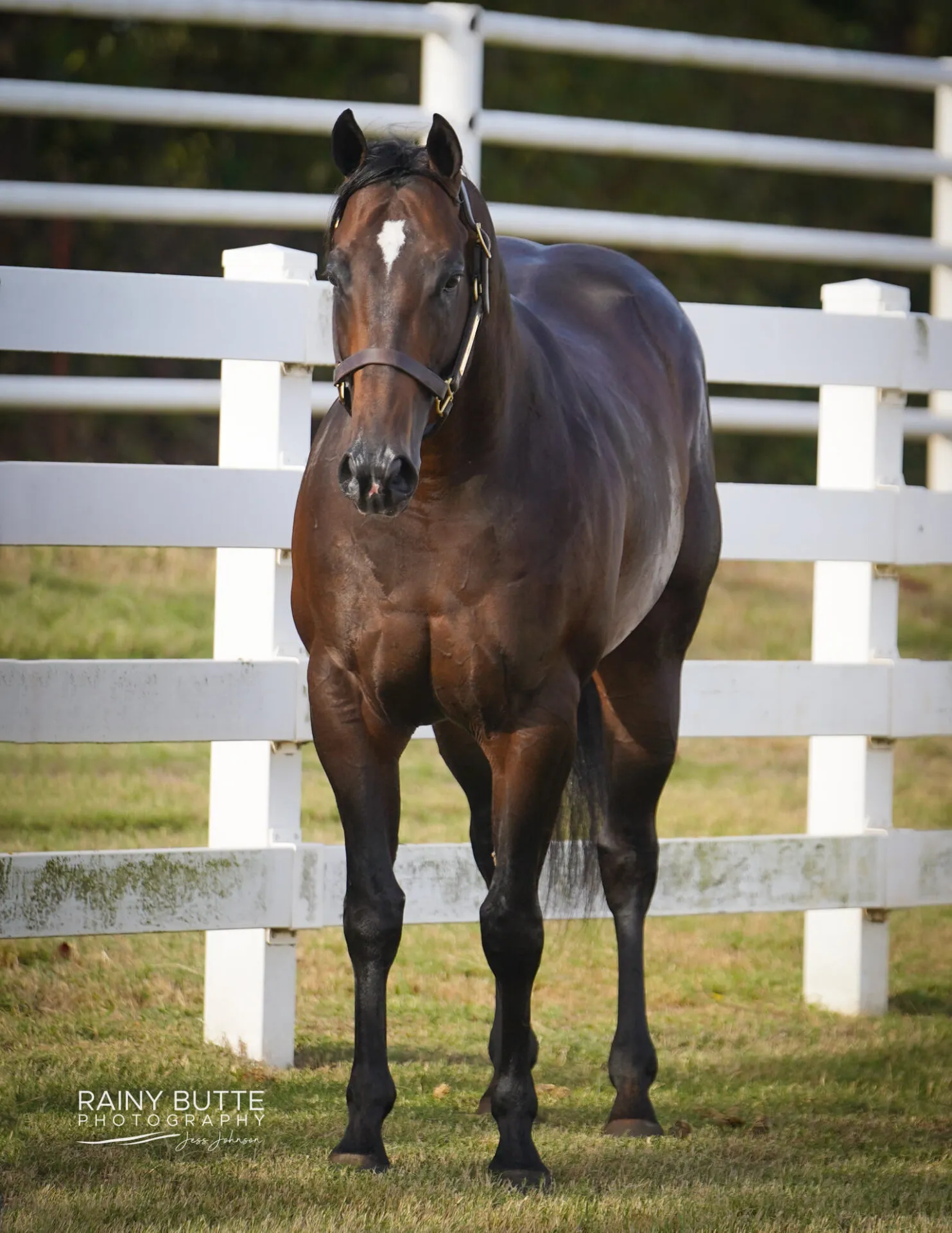 Uncle D SI 96 - Image 6