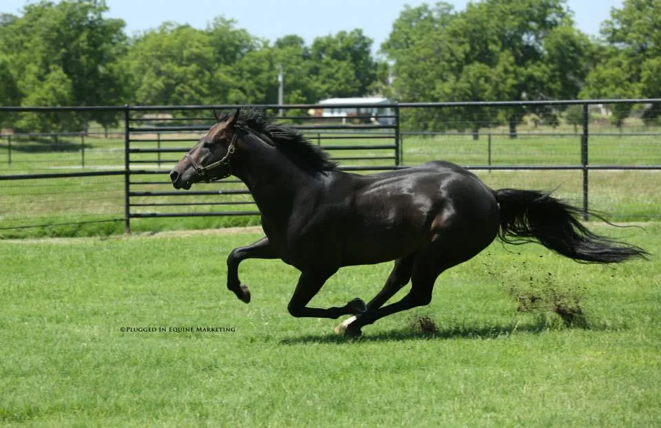 Hes Relentless SI 108 - Image 7