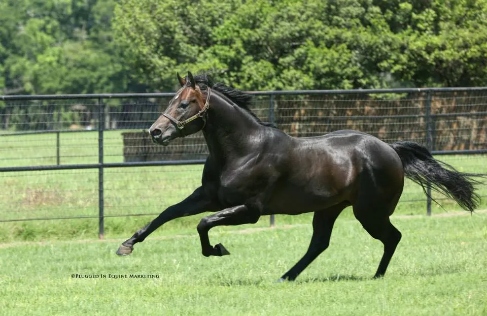 Hes Relentless SI 108 - Image 6