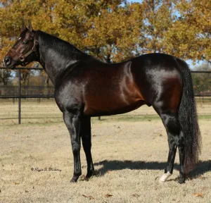 Hes Relentless SI 108