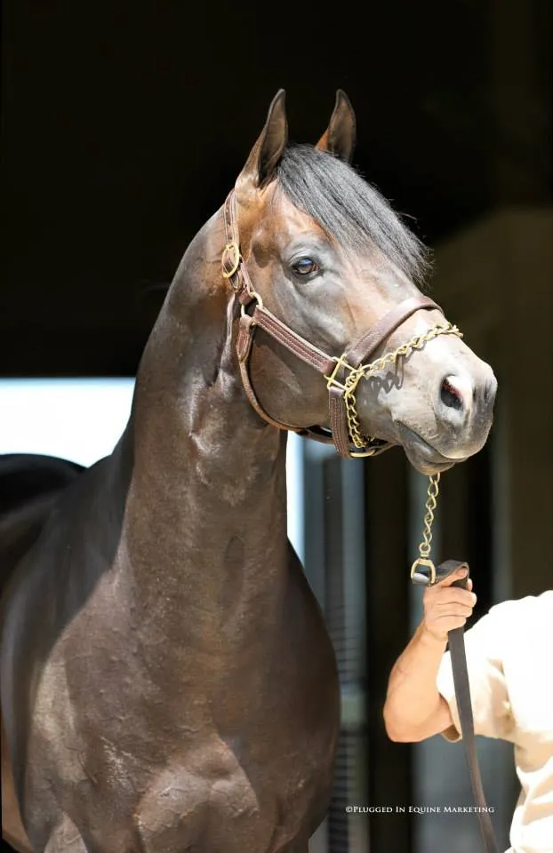 Hes Relentless SI 108 - Image 2