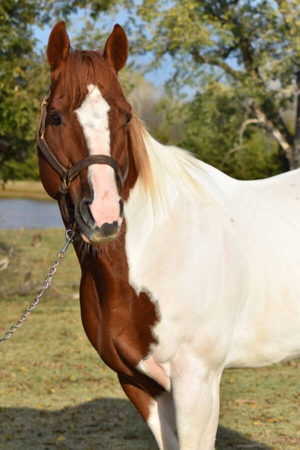 Barracuda APHA - Image 5