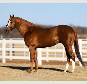 Apicasso Jess SI 112