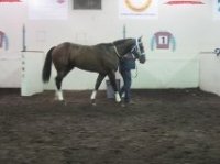 All About Larry at AQHA Challenge.jpg